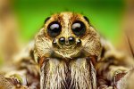 WolfSpider.jpg