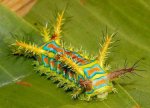 Weird Caterpillar.jpg