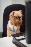 dog-using-computer1.jpg dog-using-computer1.jpg